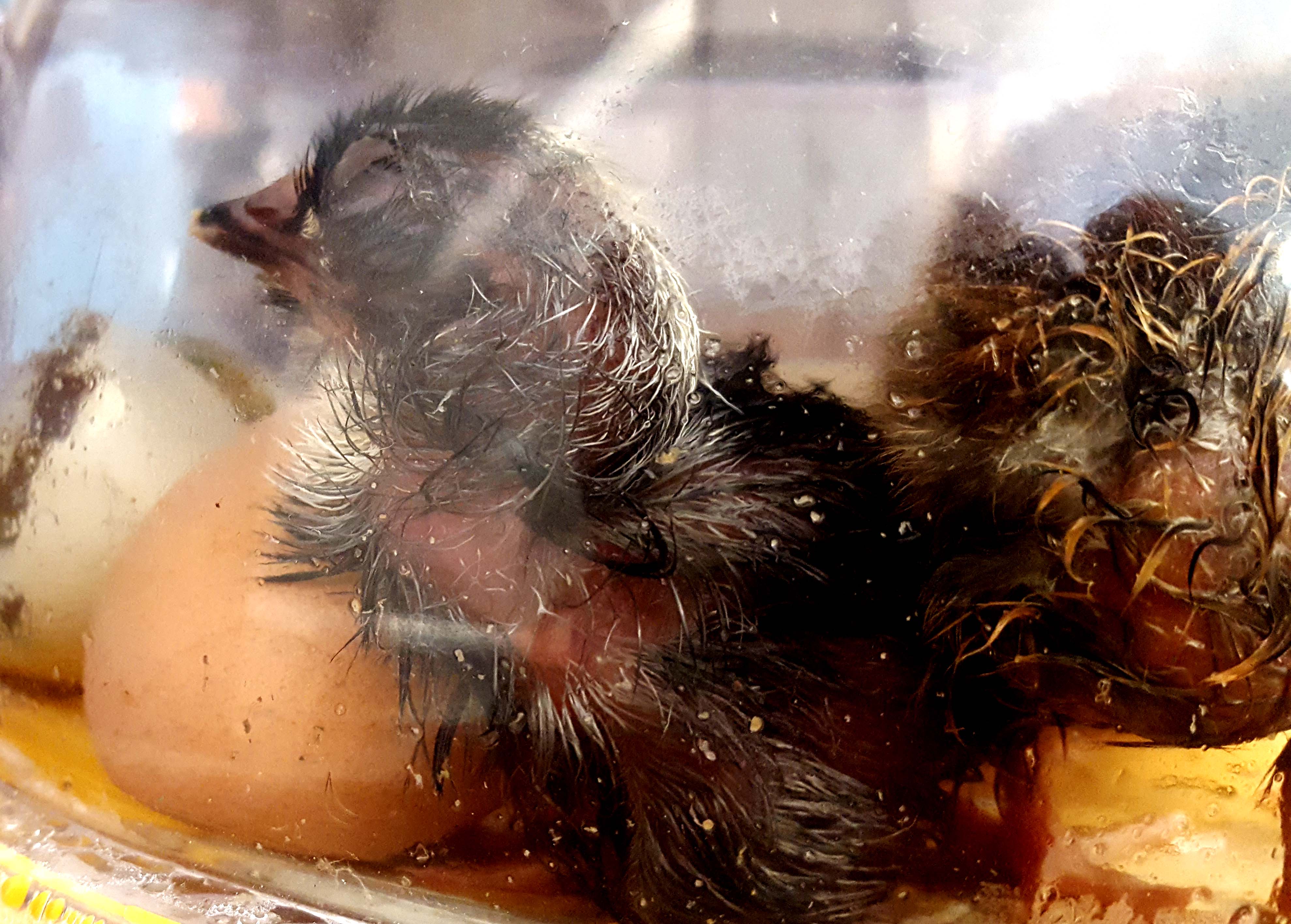 chickens_hatching_incubator_#3_#2_new_630x451